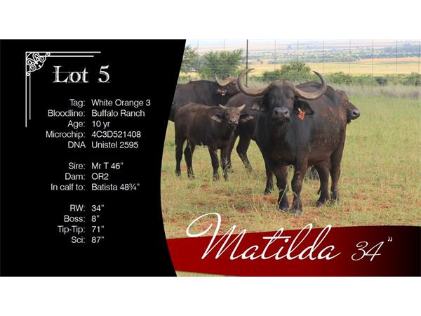 ~/upload/Lots/1467/AdditionalPhotos/6puyerft3u64k/5 Matilda Info_t600x450.jpg
